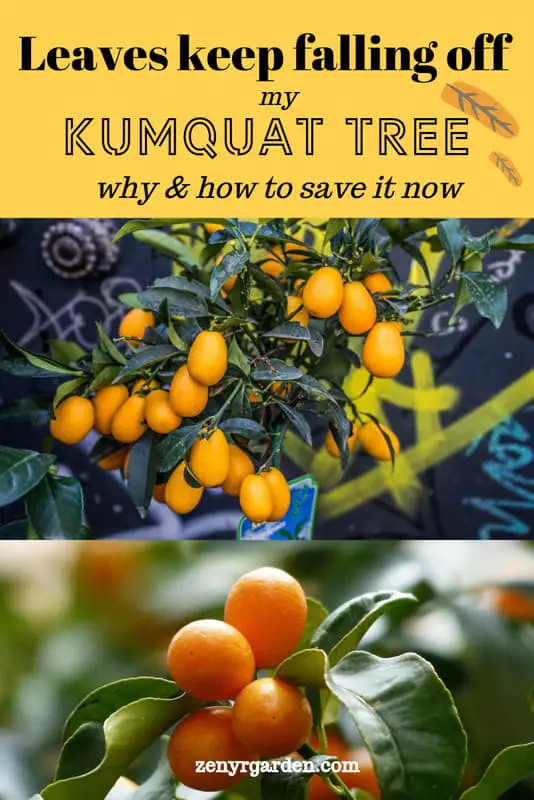 Why Are the Leaves Keep Falling Off My Kumquat Tree